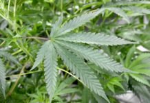 STF vai julgar descriminalização da maconha para fins medicinais