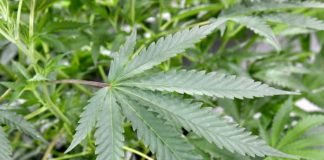 STF vai julgar descriminalização da maconha para fins medicinais