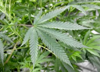 STF vai julgar descriminalização da maconha para fins medicinais