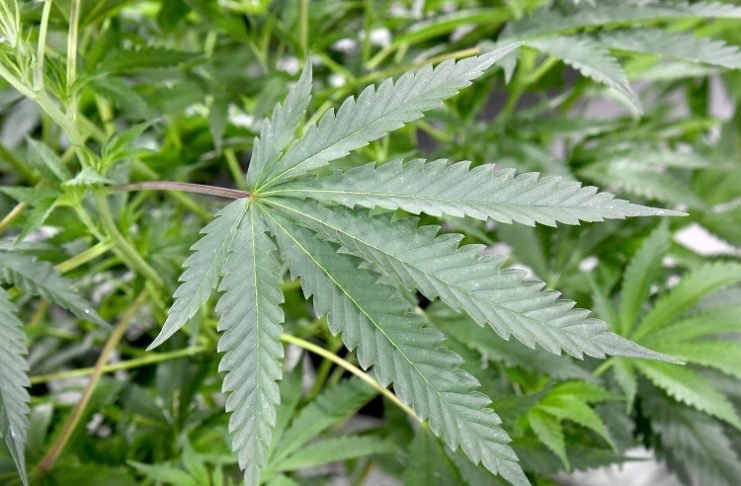 STF vai julgar descriminalização da maconha para fins medicinais