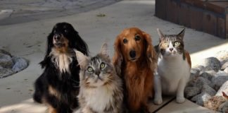 Lei para garantir direitos dos animais; a humanidade é desumana