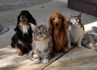 Lei para garantir direitos dos animais; a humanidade é desumana