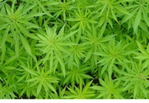 Maconha para fins medicinais perto de ser liberada pelo Senado