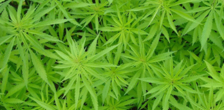 Maconha para fins medicinais perto de ser liberada pelo Senado