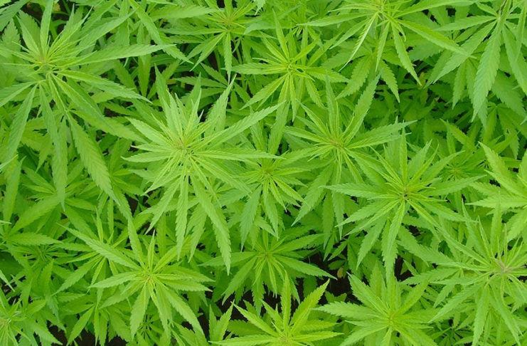 Maconha para fins medicinais perto de ser liberada pelo Senado