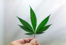 Maconha liberada; Anvisa aprova medicamento à base de cannabis