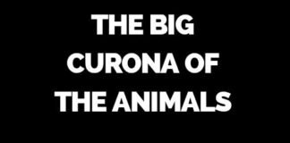 Livro infantil aponta cura para o coronavírus