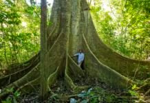 Meio ambiente: Qual a diferença entre Amazônia e mata atlântica?