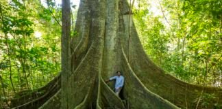 Meio ambiente: Qual a diferença entre Amazônia e mata atlântica?