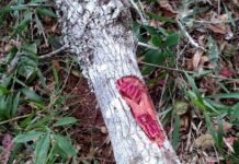 ‘Nunca tive medo da Covid’, diz deputado que se curou com chá de quina rosa