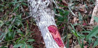 ‘Nunca tive medo da Covid’, diz deputado que se curou com chá de quina rosa