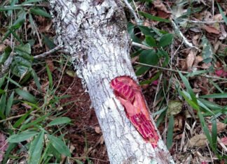 ‘Nunca tive medo da Covid’, diz deputado que se curou com chá de quina rosa