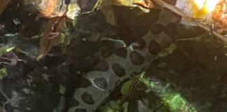 Menino encontra sucuri em piscina do Rio Quente Resort