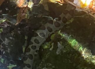 Menino encontra sucuri em piscina do Rio Quente Resort