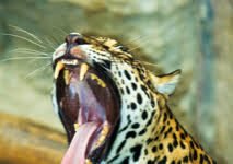 A Amazônia – Por Pedro Valls Feu Rosa