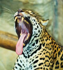 A Amazônia – Por Pedro Valls Feu Rosa