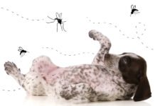 Sem noção: Ministro de Bolsonaro diz que insetos transmitem coronavírus