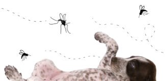 Sem noção: Ministro de Bolsonaro diz que insetos transmitem coronavírus