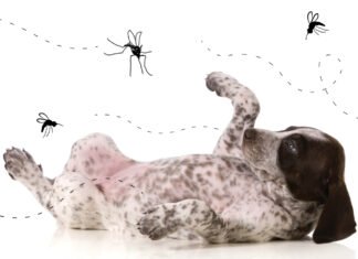 Sem noção: Ministro de Bolsonaro diz que insetos transmitem coronavírus