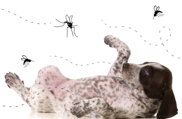 Sem noção: Ministro de Bolsonaro diz que insetos transmitem coronavírus