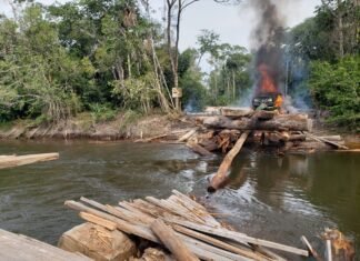 Crime: Garimpo e extração de madeira não se limita a Amazônia,