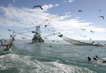 Lei quer proibir pesca de arrasto puxada por embarcação motorizada