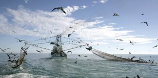 Lei quer proibir pesca de arrasto puxada por embarcação motorizada