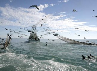 Lei quer proibir pesca de arrasto puxada por embarcação motorizada