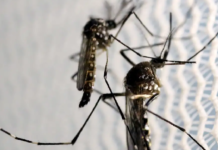 Dengue se alastra no DF. 35 mortos. Casos de Covid aumentam em Brasília