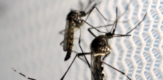 Dengue se alastra no DF. 35 mortos. Casos de Covid aumentam em Brasília