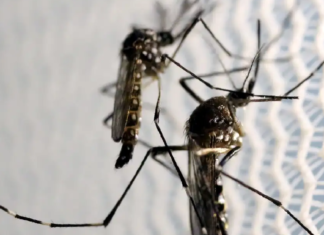 Dengue se alastra no DF. 35 mortos. Casos de Covid aumentam em Brasília