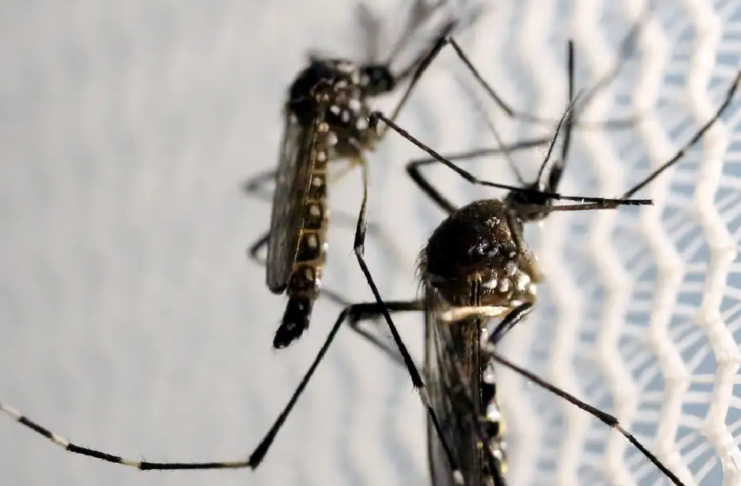 Dengue se alastra no DF. 35 mortos. Casos de Covid aumentam em Brasília