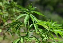 Mais de 25 países já flexibilizaram o uso da maconha, inclusive EUA