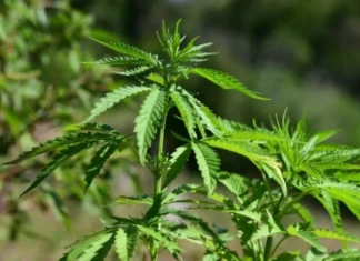 Mais de 25 países já flexibilizaram o uso da maconha, inclusive EUA