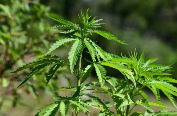 Mais de 25 países já flexibilizaram o uso da maconha, inclusive EUA