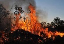 Pena e multa maior para quem provocar incêndios em florestas