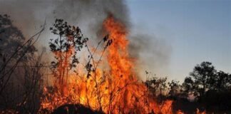 Pena e multa maior para quem provocar incêndios em florestas