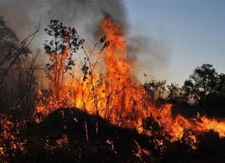 Pena e multa maior para quem provocar incêndios em florestas