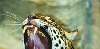 A Amazônia