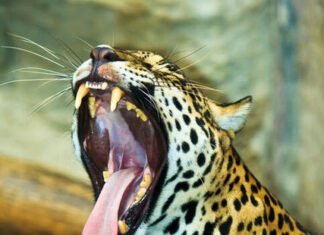 A Amazônia