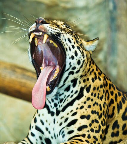 A Amazônia